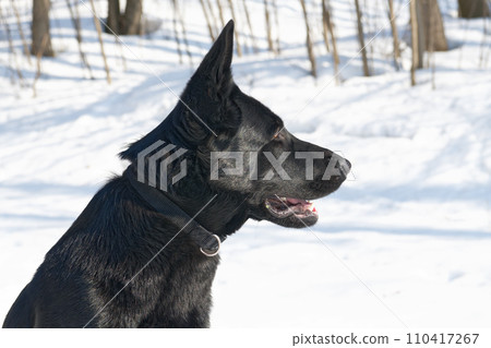 Black German shepherd 110417267