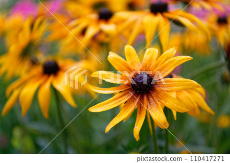 Blooming bright yellow coneflower 110417271