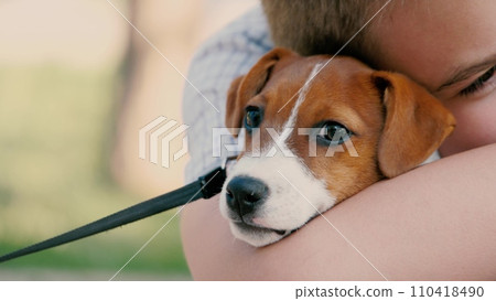 Boy sincerely hugs purebred Jack Russell Terrier on summer day. Child embraces Jack Russell Terrier sitting in garden. Kid shares heartfelt hug with adorable Jack Russell Terrier under bright sun 110418490