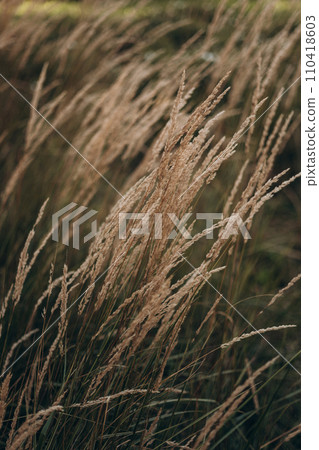 Abstract natural background of soft plants Cortaderia selloana. Pampas grass on a blurry bokeh, Dry reeds boho style. Fluffy stems of tall grass in winter Abstract natural background of soft plants Cortaderia selloana. Pampas grass on a blurry bokeh, Dry reeds boho style. Fluffy stems of tall grass in winter 110418603