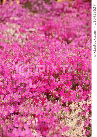 Background material photo of close-up of pink moss phlox Background material photo of close-up of pink moss phlox 110418627