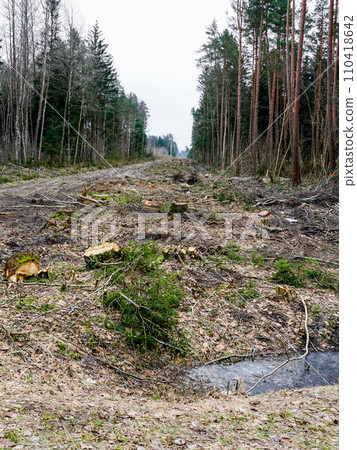 Construction of a new road and new powerline through the forest by cutting down trees, logging 110418642