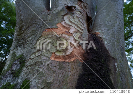 Bark pattern Bark pattern 110418948