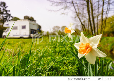 Daffodil spring flower and caravan in the distance 110419042