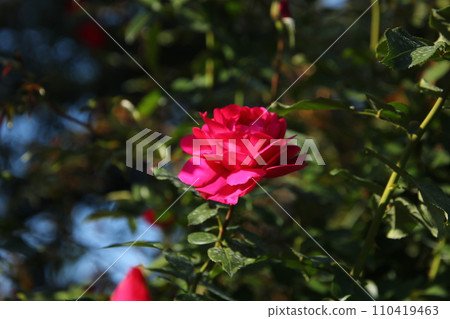 Rose Queen Antoinette⑤ Rose Queen Antoinette⑤ 110419463