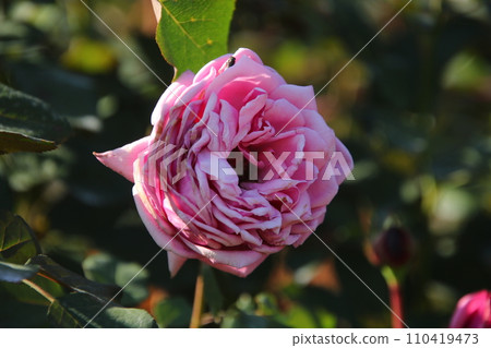 Rose Your Yuiai① Rose Your Yuiai① 110419473