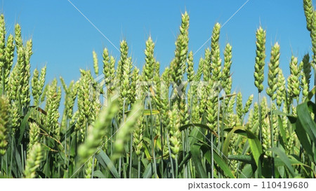 Green wheat ears moved by light wind in endless agricultural field closeup Green wheat ears moved by light wind in endless agricultural field closeup 110419680