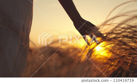 Young woman walks through field stroking with hand ears of wheat at sunset 110419719