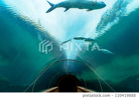 aquarium glass tunnel aquarium glass tunnel 110419888