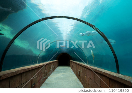 aquarium glass tunnel aquarium glass tunnel 110419890