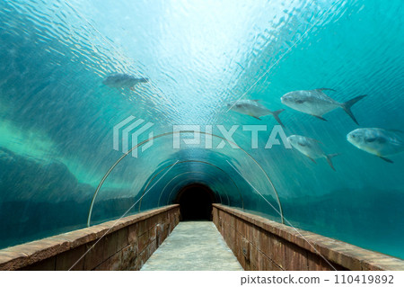 aquarium glass tunnel 110419892