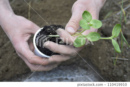 Small seedlings of watermelon, cucumber, melon or pumpkin Small seedlings of watermelon, cucumber, melon or pumpkin 110419910