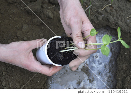 Small seedlings of watermelon, cucumber, melon or pumpkin Small seedlings of watermelon, cucumber, melon or pumpkin 110419911