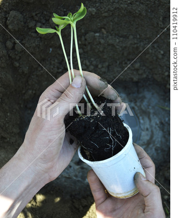 Small seedlings of watermelon, cucumber, melon or pumpkin Small seedlings of watermelon, cucumber, melon or pumpkin 110419912