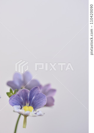 Nemesia Nemesia 110420090