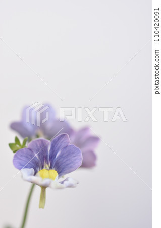 Nemesia Nemesia 110420091