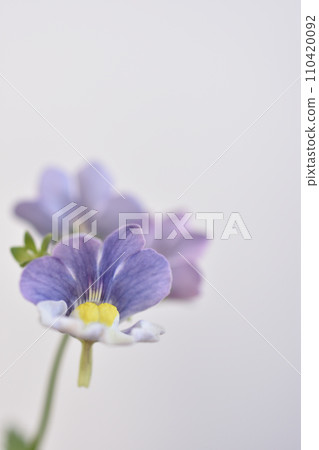 Nemesia 110420092