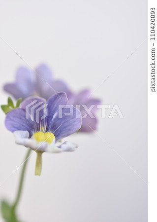Nemesia Nemesia 110420093