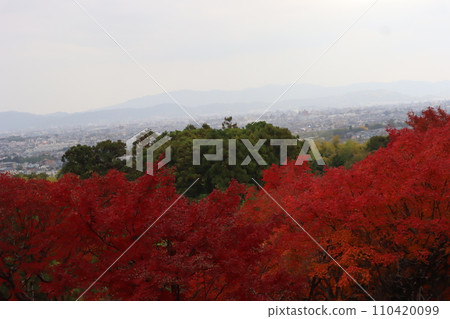 火紅的楓林之外,可以看到綠樹和竹林,以及京都的朦朧的城市和山脈的景觀。 火紅的楓林之外,可以看到綠樹和竹林,以及京都的朦朧的城市和山脈的景觀。 110420099