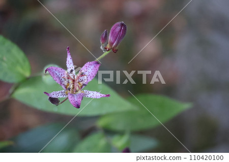 日本百合花和花蕾的特寫。 日本百合花和花蕾的特寫。 110420100