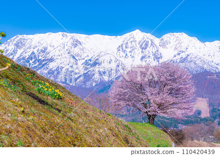 [春天的材料]信州野平地區的一棵櫻花樹[長野縣] 110420439