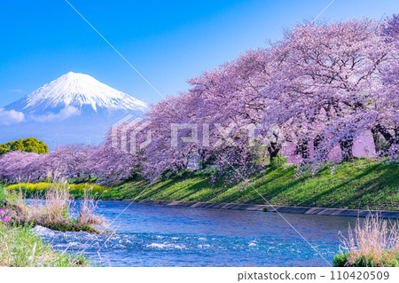 [Spring superb view] Cherry blossoms and Ryuganbuchi of Juni River in Fuji City, Shizuoka Prefecture [Shizuoka Prefecture] 110420509