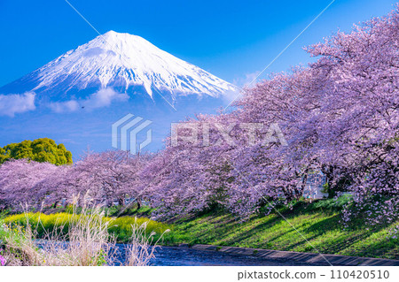 [春天的絕景]靜岡縣富士市十二仁川的櫻花和龍眼淵[靜岡縣] 110420510