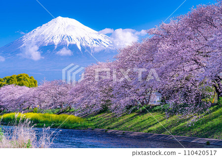 [Spring superb view] Cherry blossoms and Ryuganbuchi of Juni River in Fuji City, Shizuoka Prefecture [Shizuoka Prefecture] 110420517