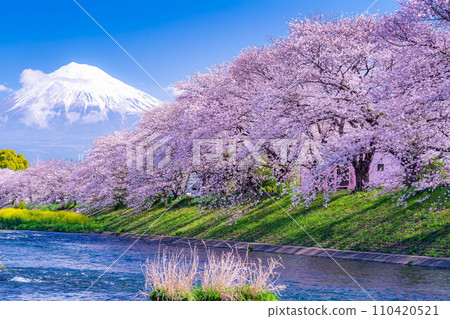 [Spring superb view] Cherry blossoms and Ryuganbuchi of Juni River in Fuji City, Shizuoka Prefecture [Shizuoka Prefecture] 110420521