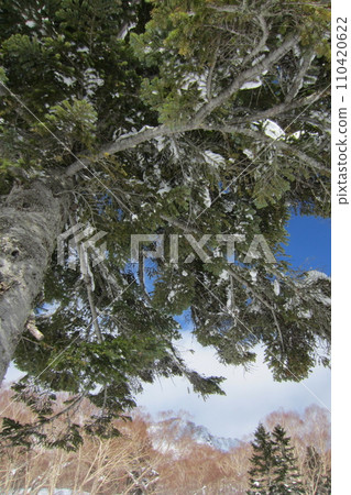 Cedar trees at Myoko Suginohara Ski Resort (Myoko City, Niigata Prefecture, Japan) Cedar trees at Myoko Suginohara Ski Resort (Myoko City, Niigata Prefecture, Japan) 110420622