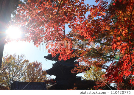 The scenery of the temple grounds with the white shining sun, the blue sky, the black silhouette of the three-storied pagoda in front of the maple trees with their red leaves, and the trees changing colors. The scenery of the temple grounds with the white shining sun, the blue sky, the black silhouette of the three-storied pagoda in front of the maple trees with their red leaves, and the trees changing colors. 110420775