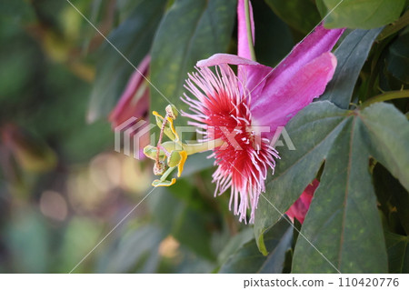 Close-up landscape of passionflower flowers called Mayumi with green leaves and pink petals Close-up landscape of passionflower flowers called Mayumi with green leaves and pink petals 110420776