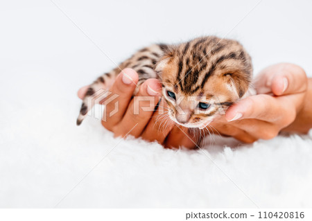 Two week old small newborn bengal kitten on a white background.A kitten in the hands of a girl. On the palms is a small cute kitten.Copy space.Close-up. 110420816