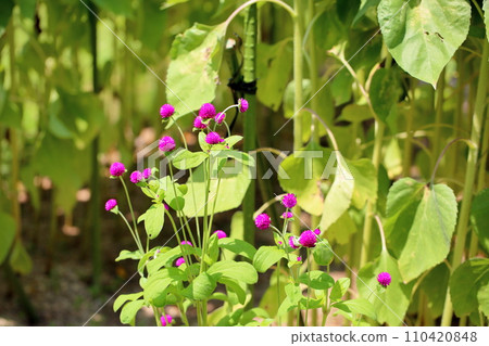 Sennichikou花 110420848