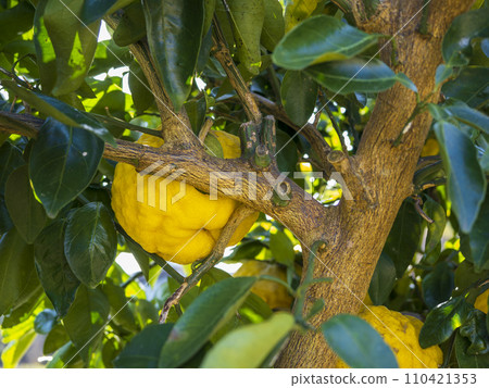 獅子柚子樹 110421353