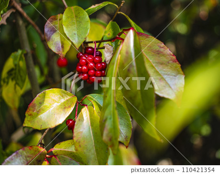 Makzu 的紅色漿果 110421354