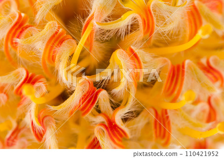 Pincushion Protea Pincushion Protea 110421952