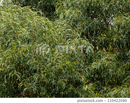 Close up of Green Acacia Koa Leafs, shaped like the crest of the moon 110422080