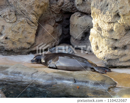 Monk Seal rest at the Waikiki Aquarium 110422087