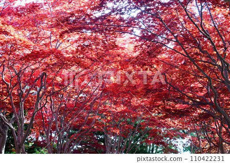 Image of October autumn in Sapporo: Autumn foliage forest at Hiraoka Arboriculture Center, beautiful contrast between red and green 110422231