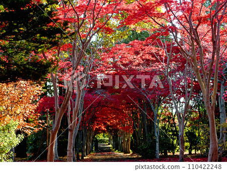Autumn image in October in Sapporo - Autumn leaves tunnel at Hiraoka Tree Art Center - Beautiful contrast between red and green Autumn image in October in Sapporo - Autumn leaves tunnel at Hiraoka Tree Art Center - Beautiful contrast between red and green 110422248