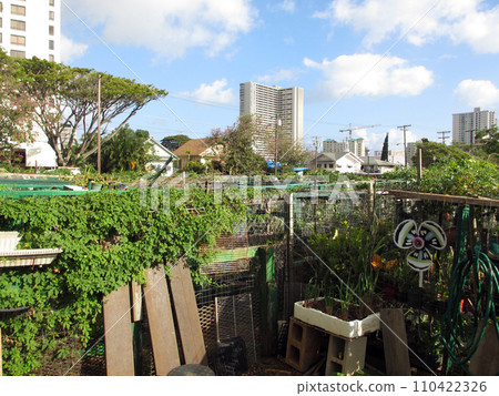 Community Garden in Honolulu 110422326