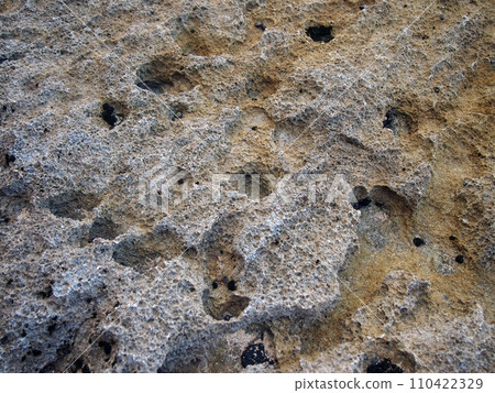 Coral Rock with wholes 110422329