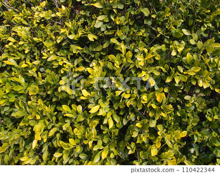 Leafs of Hedge Leafs of Hedge 110422344