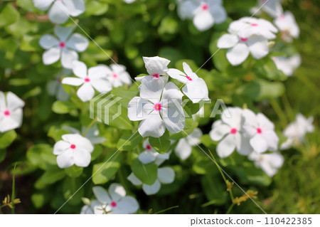 Flowers of Nicinchis radix 110422385