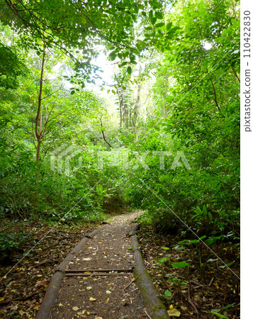Moleka Trail on Tantalus 110422830
