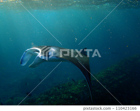 Manta Ray swims in Hanamau Bay 110423166