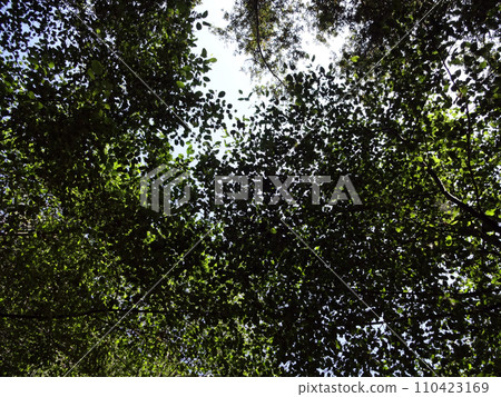 Leafs, Branches, Sky 110423169