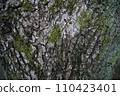 Moss growing on trees 110423401