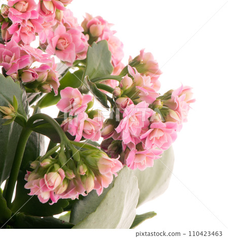 Kalanchoe Calandiva flowers Kalanchoe Calandiva flowers 110423463